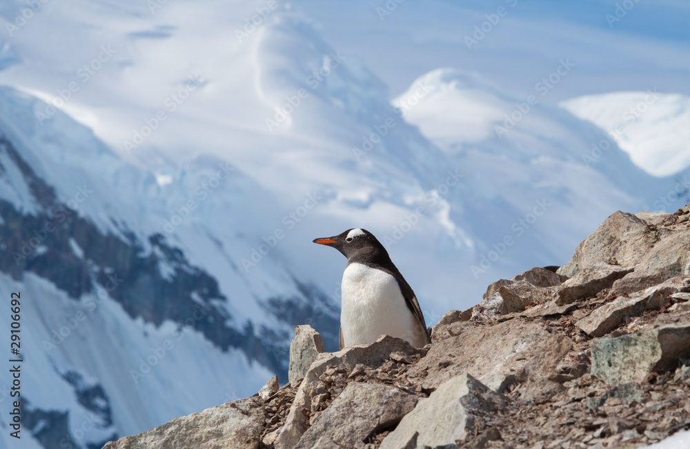 Fototapeta premium Penguin Mountain