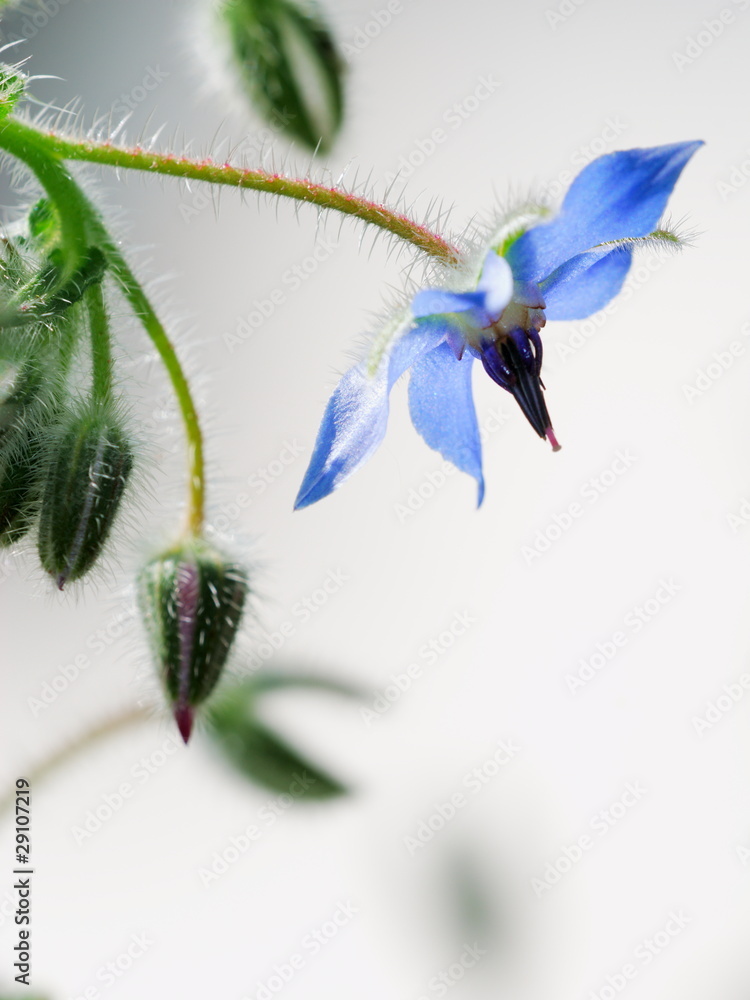 Common borage flower