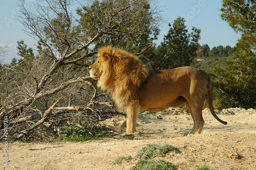 Male lion (Panthera leo)