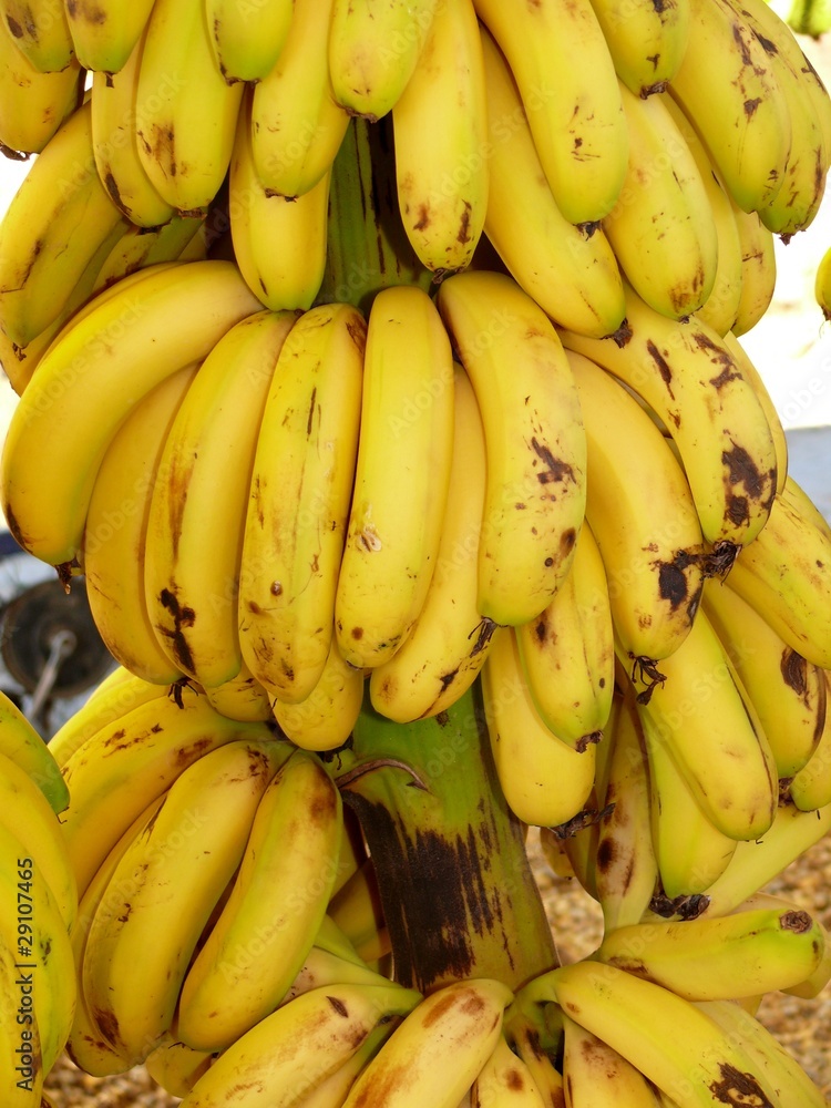 Bananenstaude Bananenstaude