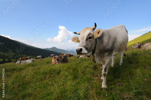 Dolimiti - Trentino - mucche al pascolo