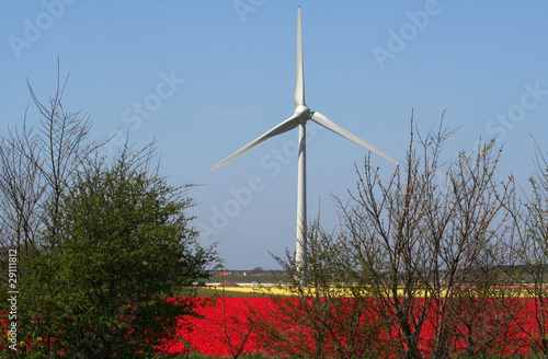 Bulbfields in Holland photo