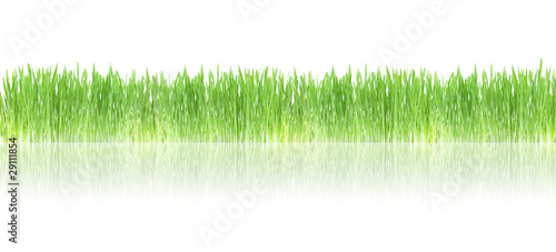 Green grass border with mirroring, isolated on white background