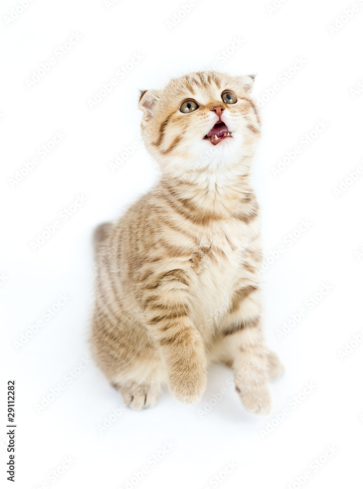 Obraz premium Striped Scottish kitten fold pure breed asking for food isolated