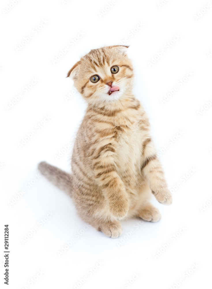 Fototapeta premium Scottish kitten fold displays tongue standing isolated