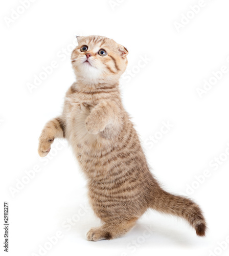 Striped Scottish kitten fold pure breed dancing isolated photo