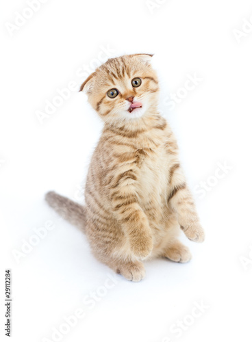 Wallpaper Mural Scottish kitten fold displays tongue standing isolated Torontodigital.ca