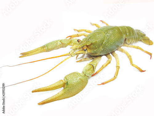 green river lobster