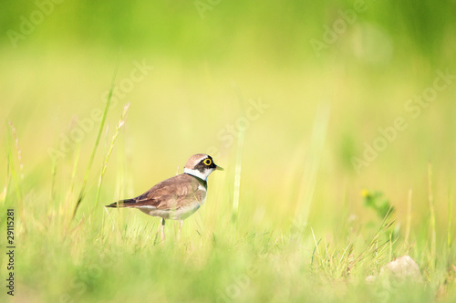 Little Ringed Plover standing on a grass in meadow. Charadrius d © deejaywolf