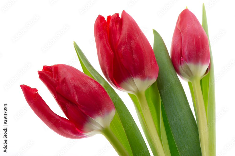 Red tulips Red tulips
