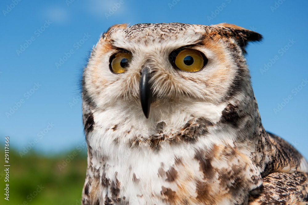 Eagle owl Eagle owl