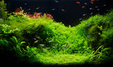 Nature freshwater aquarium in Amano style with little characins