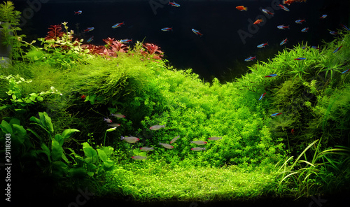 Fotografija Nature freshwater aquarium in Amano style with little characins