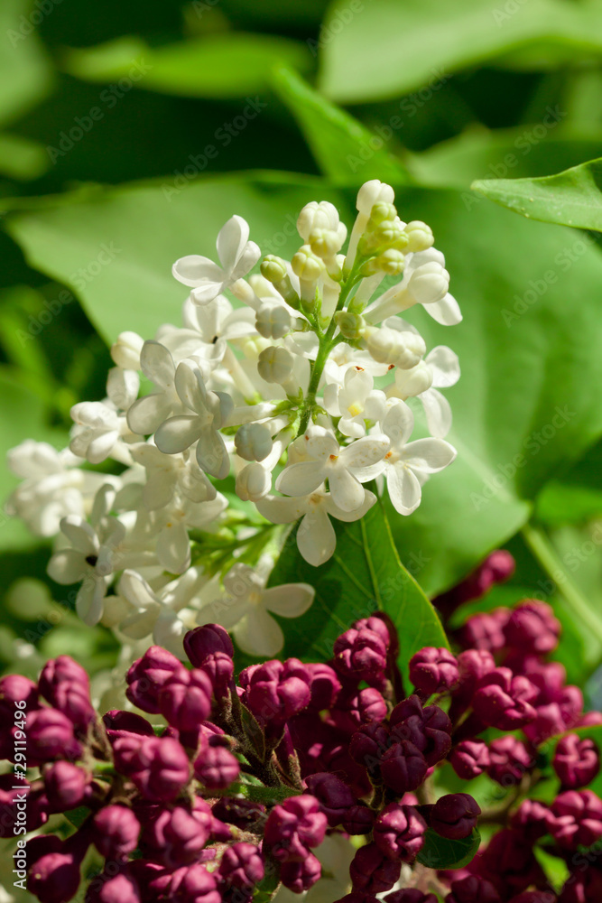 White and red jasmine