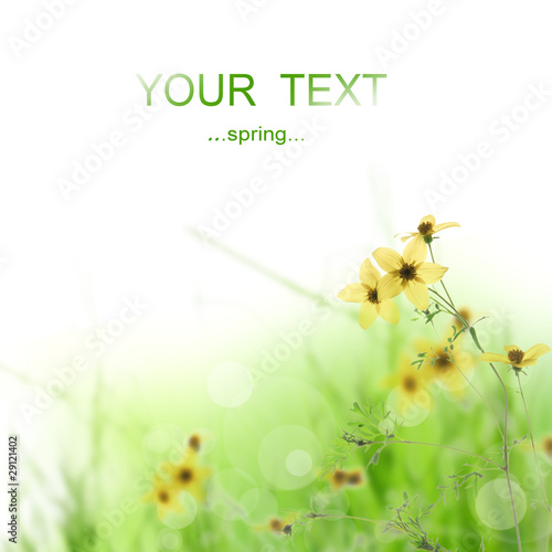 Fototapeta Naklejka Na Ścianę i Meble -  Beautiful spring flowers