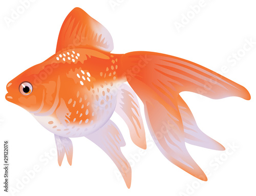 Aquarium Goldfish veiltail.
