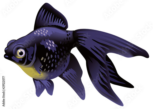 Aquarium Goldfish Telescope.