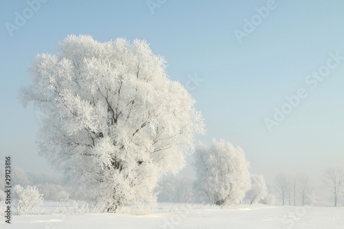 Frosty winter tree in the field in a cloudless morning © Aniszewski