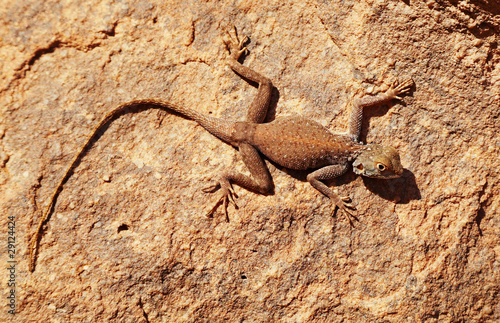 Desert lizard on the rock