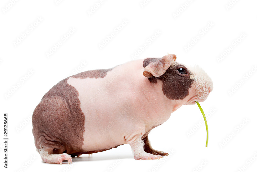 Curious bald guinea pig eating grass Curious bald guinea pig eating grass