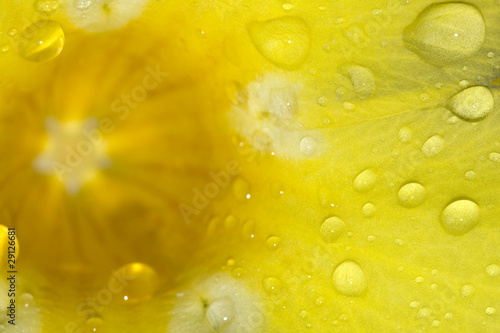 Petals in the rain background