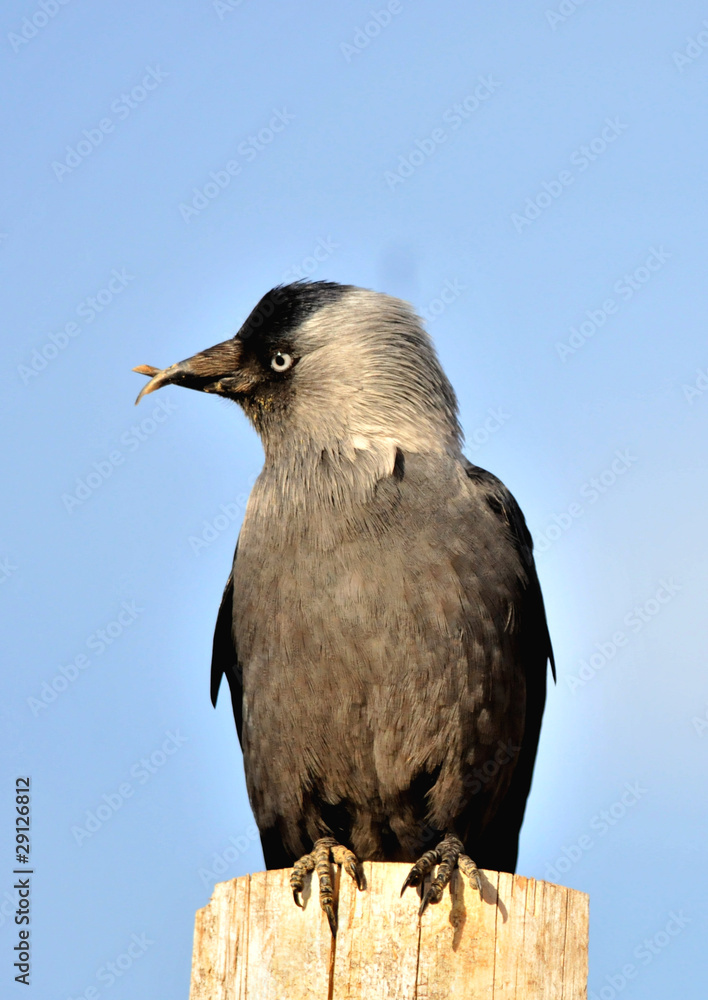 Fototapeta premium mystery bird
