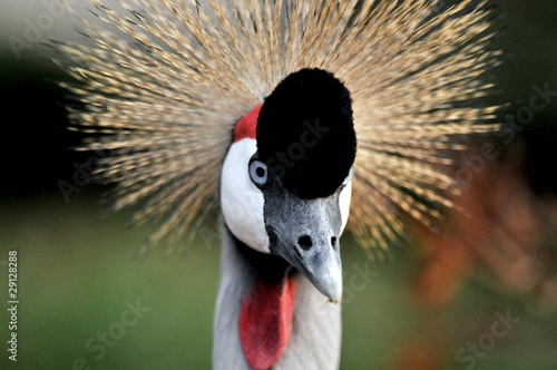 grey crowned crane