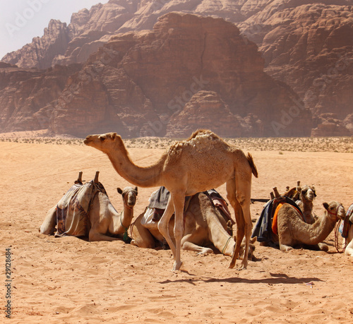 Baby camel photo