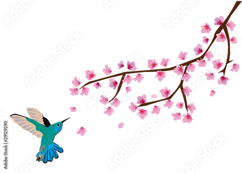 vector cherry blossom and humming bird