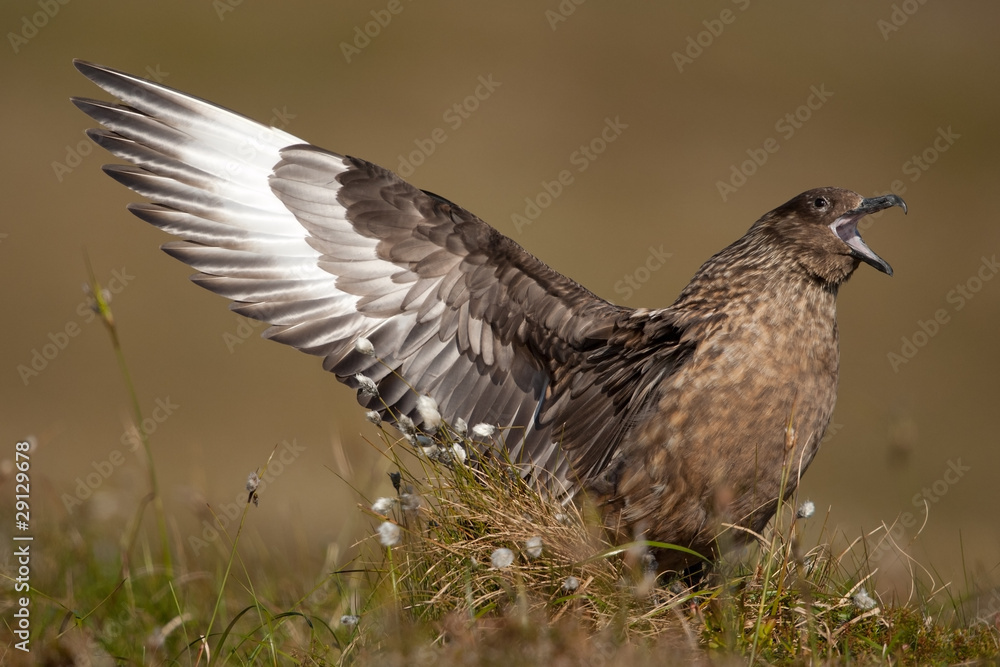 Große Raubmöwe; Great Skua; Stercorarius skua Große Raubmöwe; Great Skua; Stercorarius skua