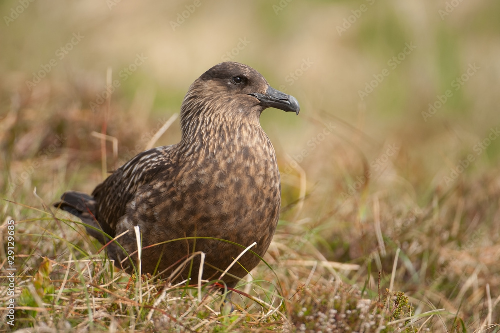 Fototapeta premium Große Raubmöwe; Great Skua; Stercorarius skua