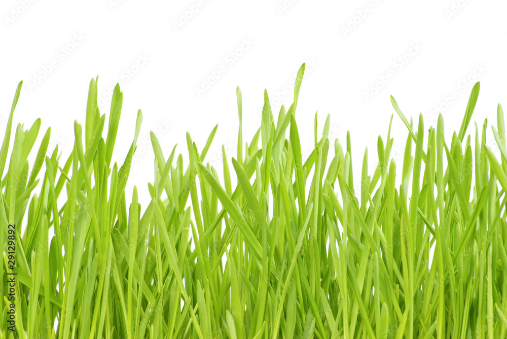 lawn lawn