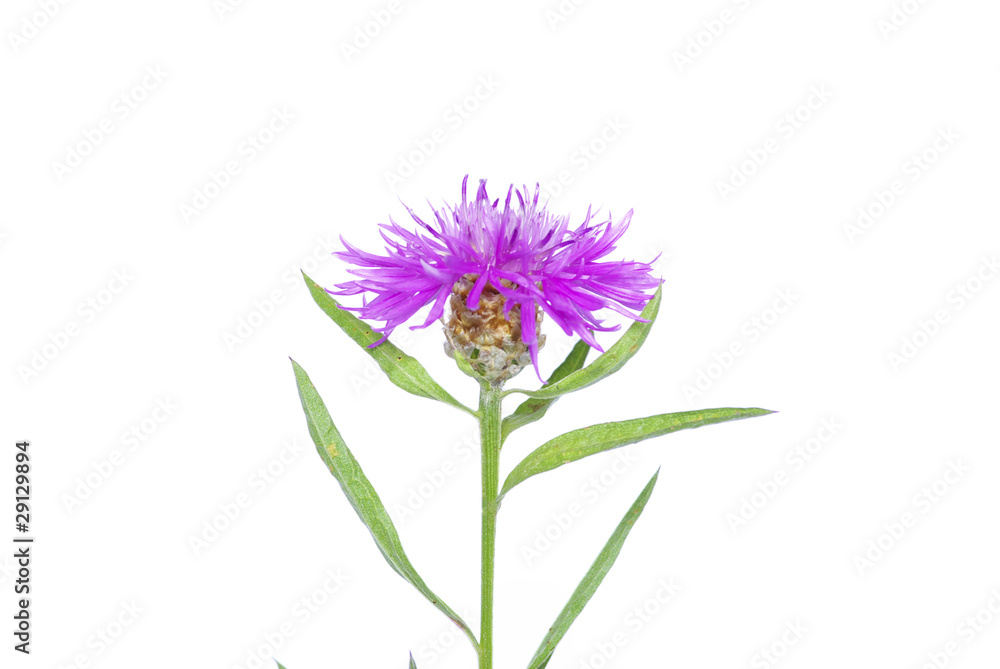 flowers flowers