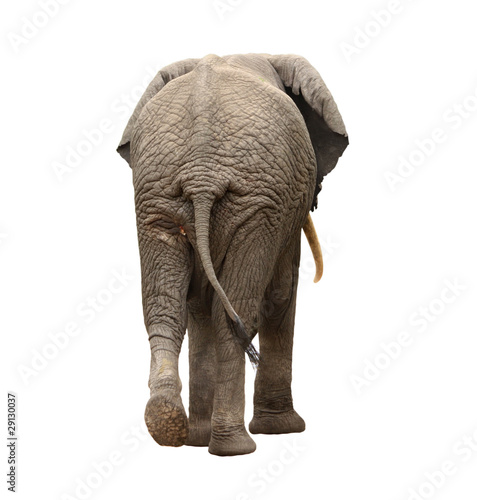 elephant walking away