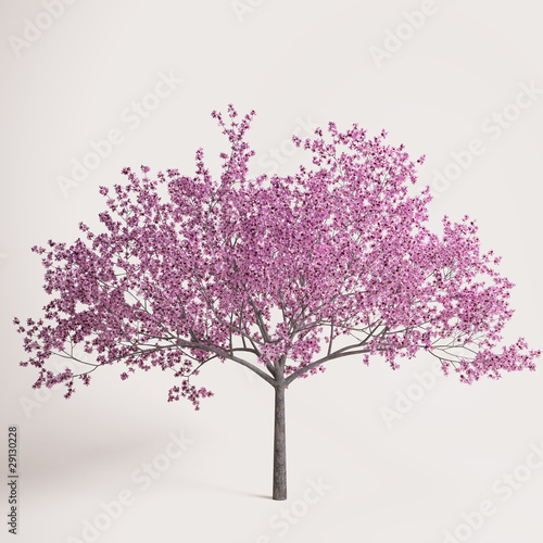 Sakura tree blossomed in the spring. Isolated. Clipping Paths.