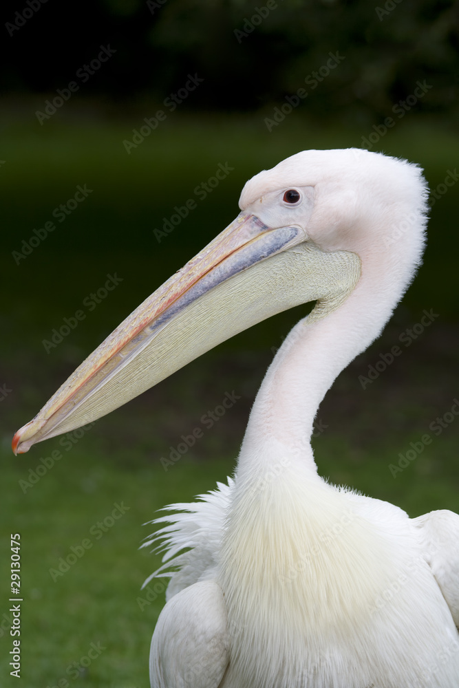 Great White Pelican