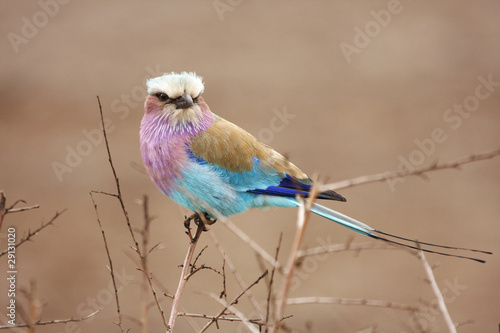 Lilac breasted roller in thorn bush