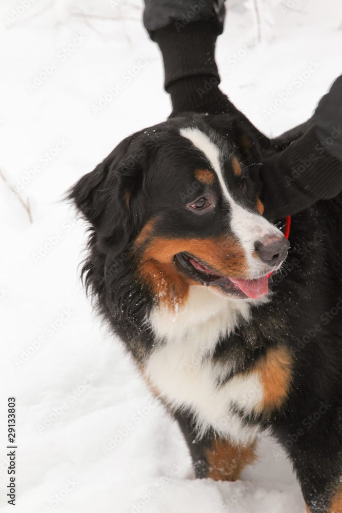 Bernese Mountain Dog