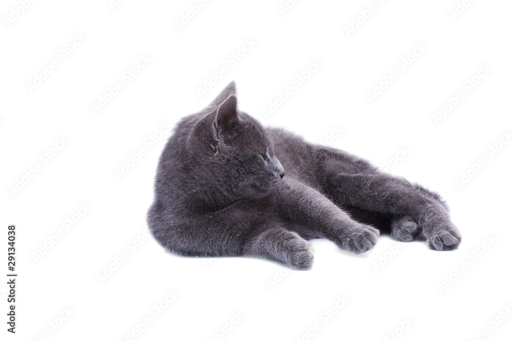 Little grey cat isolated on white