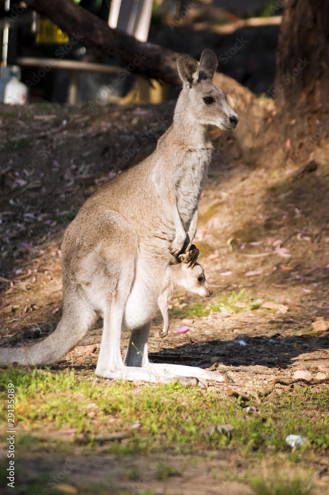 Mother and baby (kangaroos)