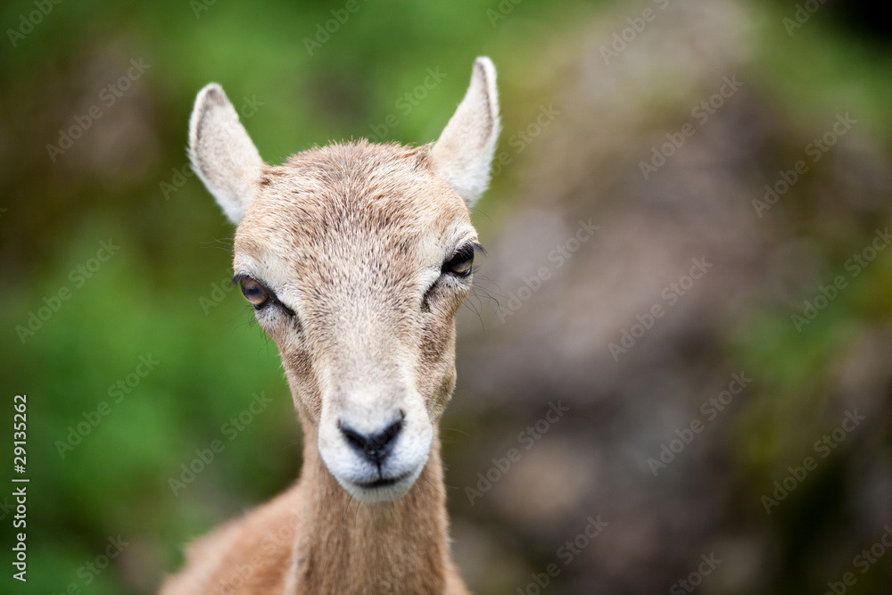 Fototapeta premium West Caucasian tur (Capra caucasica)