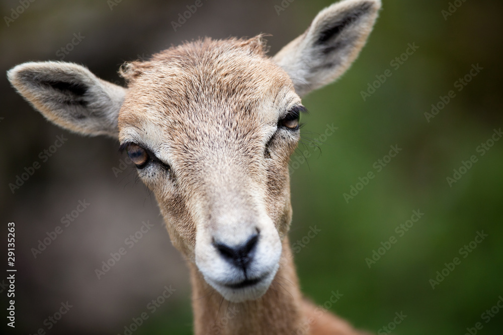 West Caucasian tur (Capra caucasica)