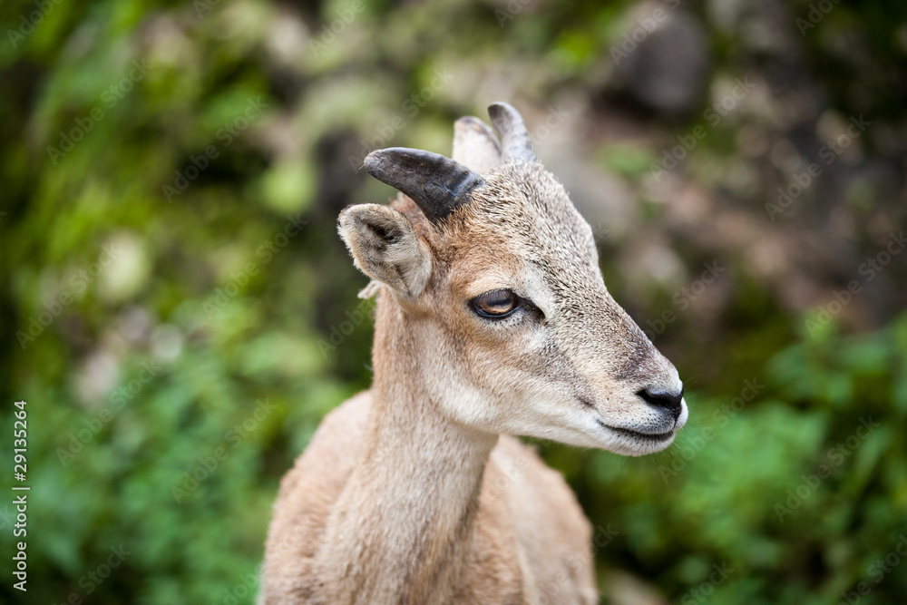 Fototapeta premium West Caucasian tur (Capra caucasica)