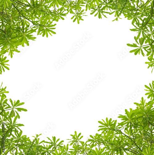 Green leaves frame on white background