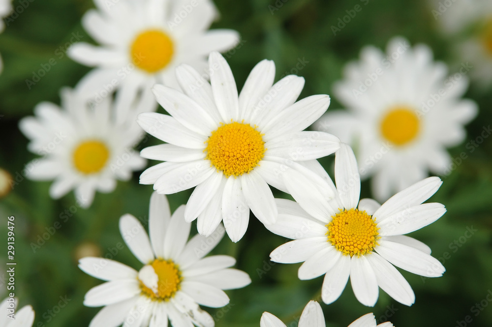 Fototapeta premium white daisy