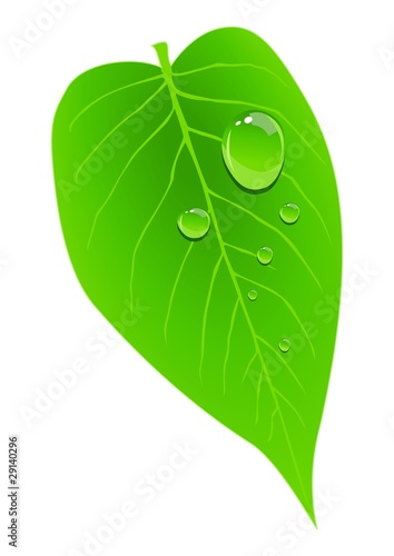Stock vector of dew on a leaf