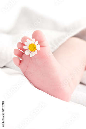 Babyfuss mit Kamillenblüte