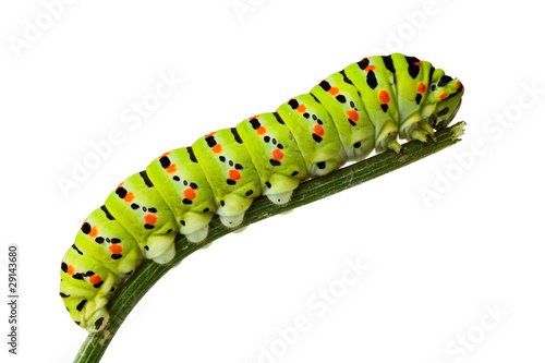 Side view of caterpillar on stem photo