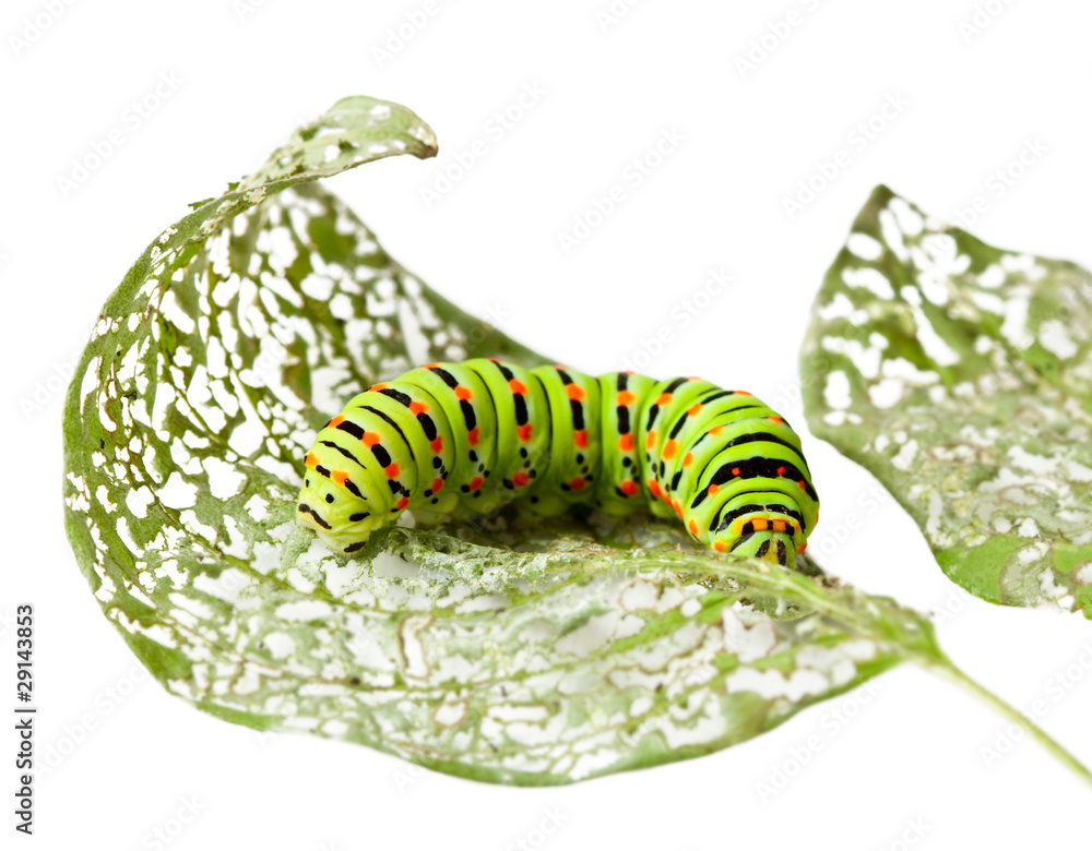 Naklejka premium Caterpillar chewing a leaf