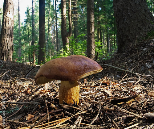 Mossiness mushroom